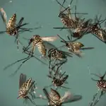  Un ensayo consigue reducir en un 90% la población del mosquito causante de enfermedades como el dengue y el zika