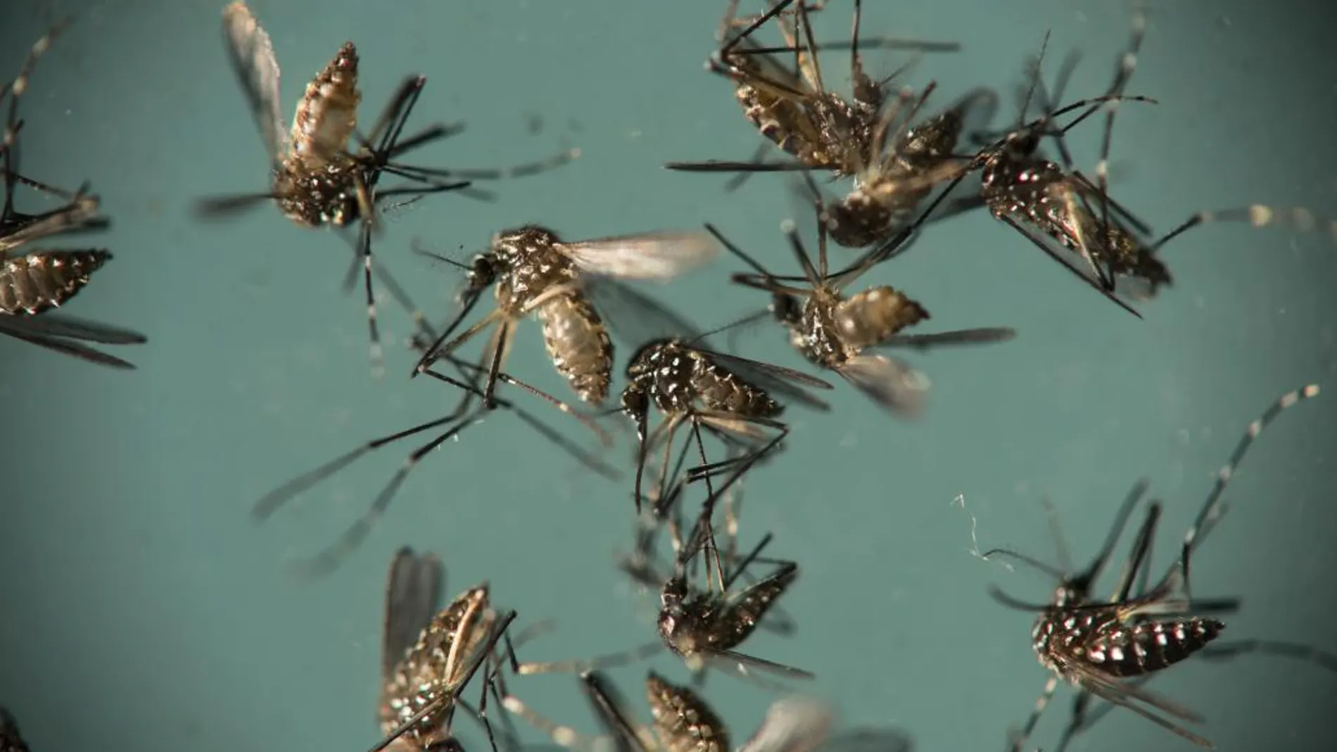 En la imagen, mosquitos transmisores del zika