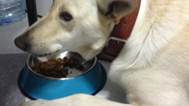 Aena prohíbe a sus empleados dar de comer a los animales que deambulan por Barajas