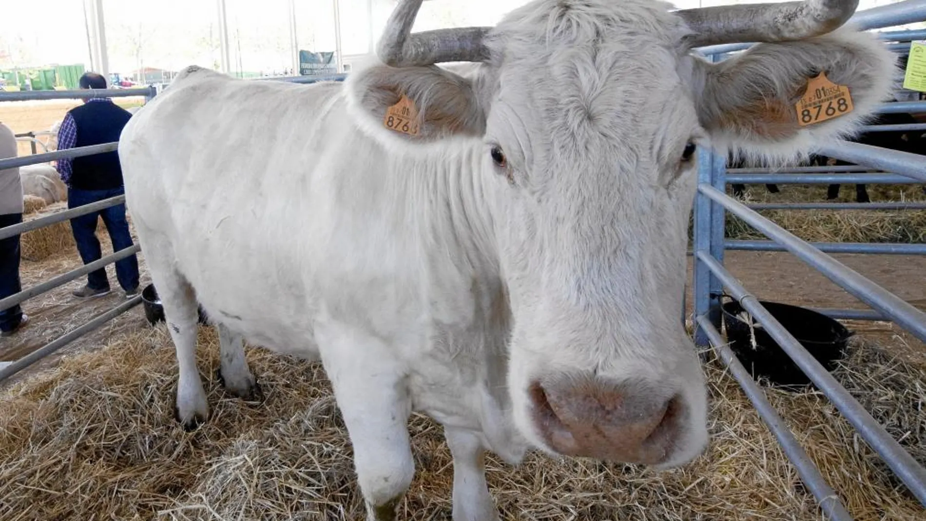 Los animales son los grandes protagonistas de la feria