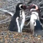 Los dos pingüinos macho pelean ensangrentados ante la atenta mirada de la hembra