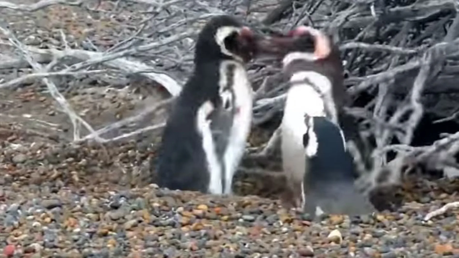 Los dos pingüinos macho pelean ensangrentados ante la atenta mirada de la hembra