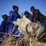 Trabajadores de la reserva natural de Klerksdorp, en Sudáfrica, atienden a un rinoceronte al que se le ha suministrado un tranquilizante