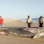 Imagen del tiburón de 9 metros encontrado en la playa de Doñana / Facebook