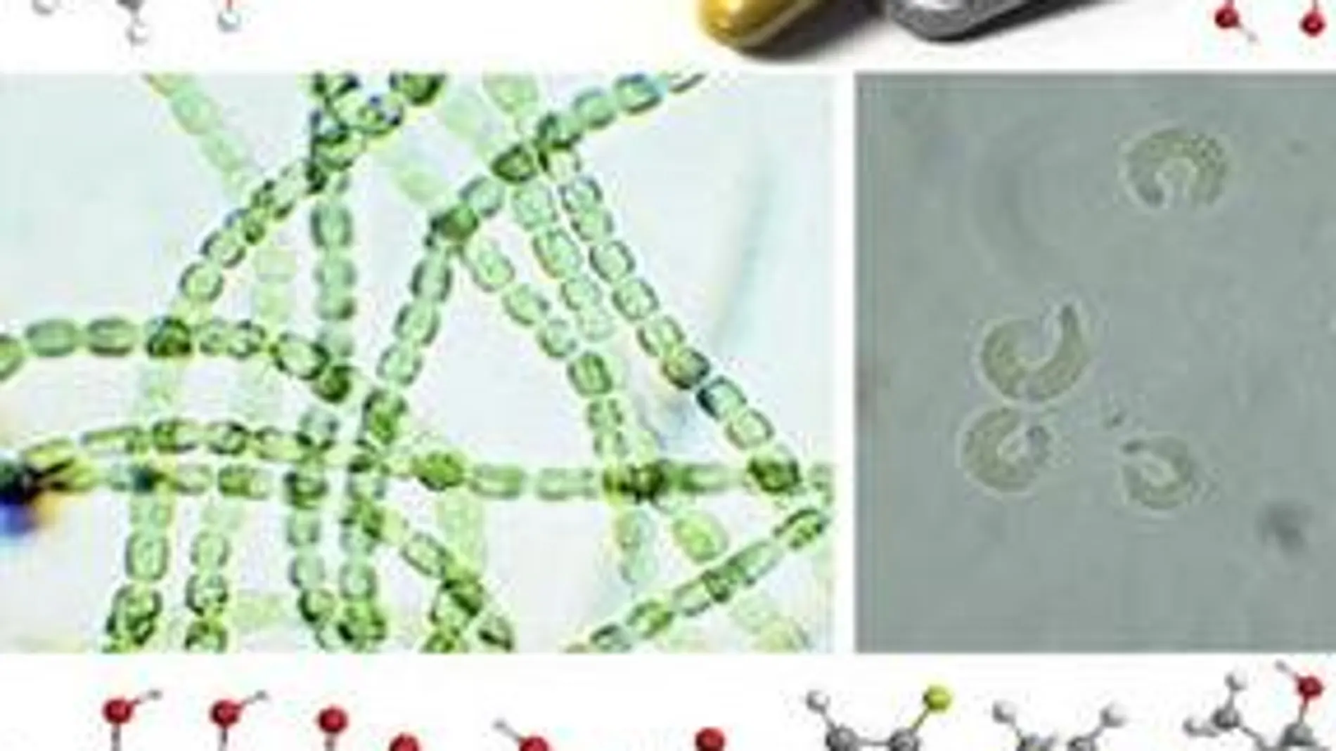 Cianobacteria (izquierda) y algas verdes (derecha) rodeadas de las estructuras moleculares de amoxicilina, norfloxacino, tetraciclina, levofloxacino y eritromicina
