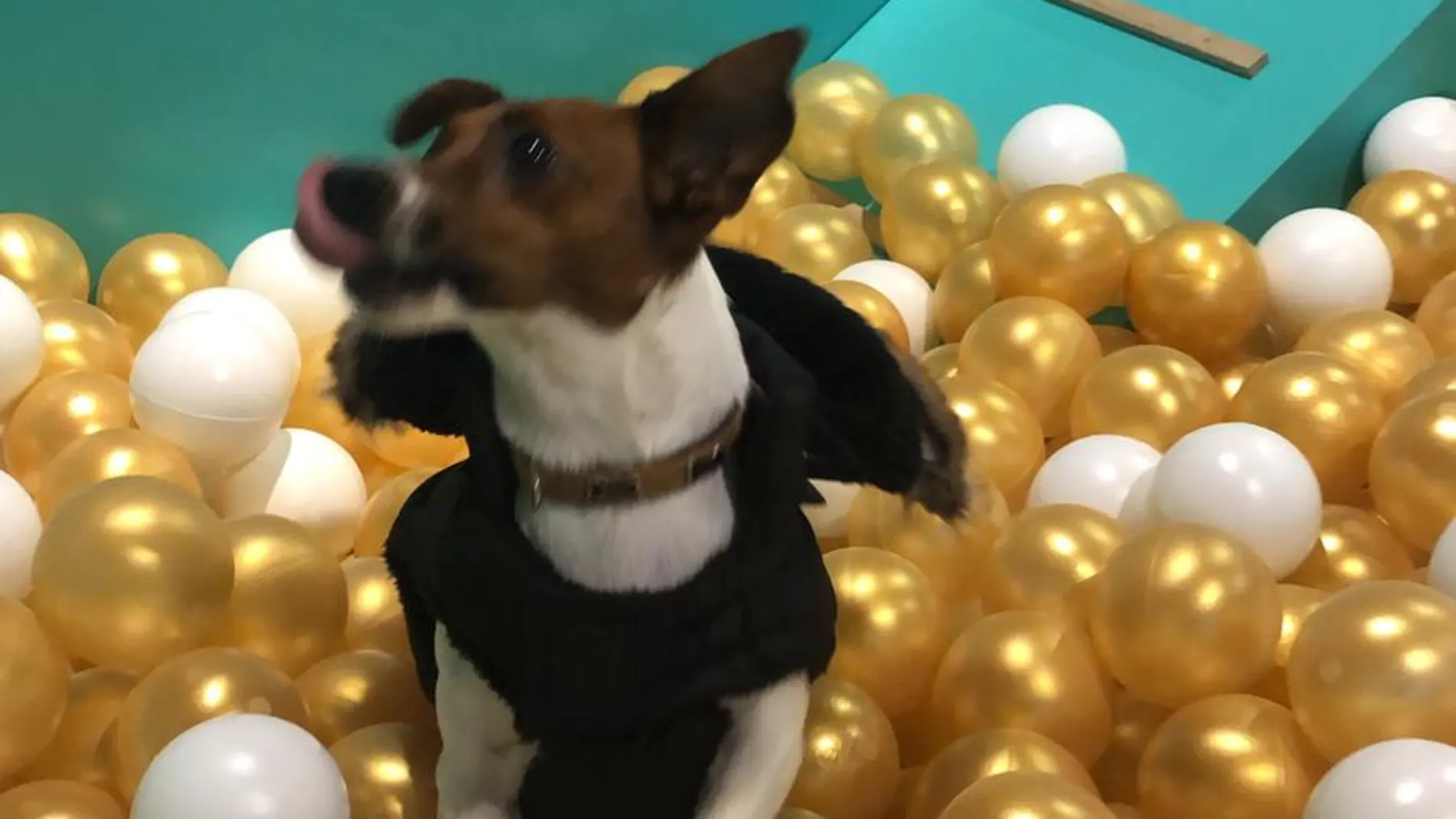 Piscinas de bolas para perros, una diversión única que encantará a las mascotas