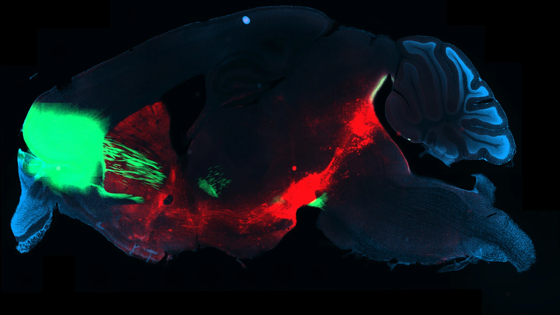 Disección de un cerebro de ratón en el que se aprecia en rojo el circuito cerebral de la recompensa y en verde la parte implicada en la decisión. Si esta parte verde está muy activa, los ratones estimulan el sistema de recompensa y se vuelven adictos. © UNIGE