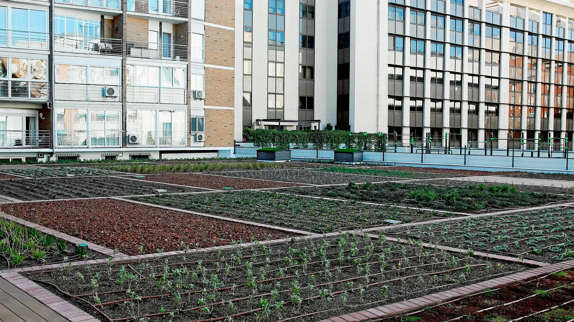 Rodeado de edificios residenciales se encuentra el último jardín plantado el año pasado por la cadena de supermercados, situado en la calle Ayala 89 / Foto: Cristina Bejarano
