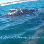 Uno de los monitores intentando salvar a la ballena