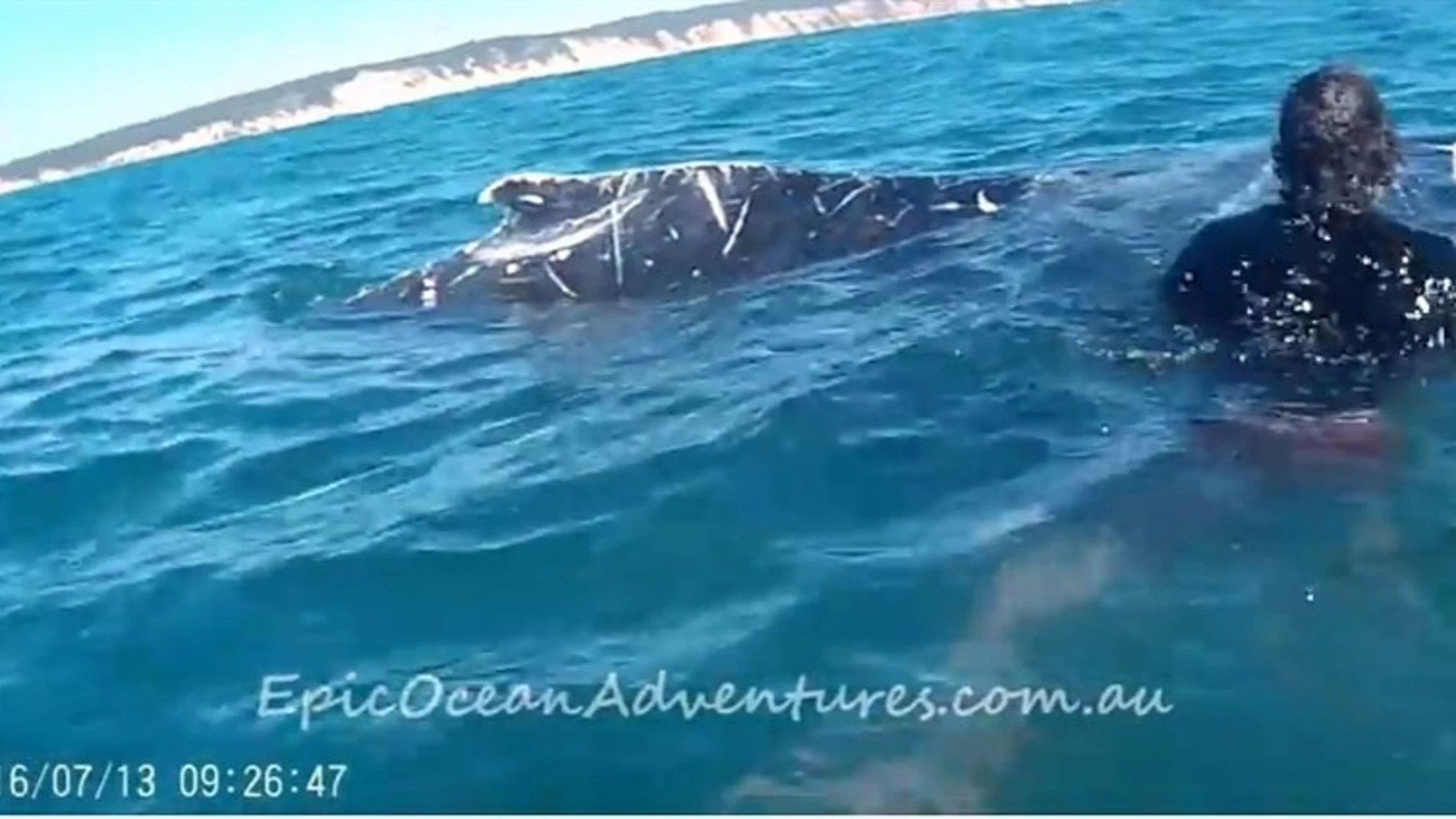 Uno de los monitores intentando salvar a la ballena