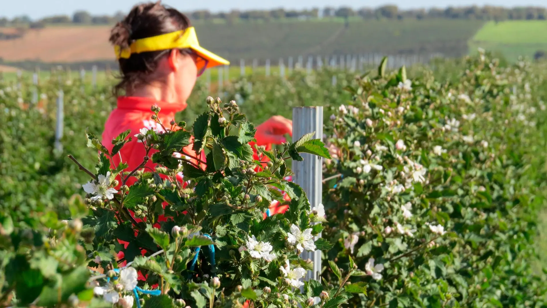 Nuria Álvarez comprueba las variedades de zarzamoras que cultiva en Almendra del Pan