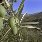Olivares en Jaén, en una imagen de archivo