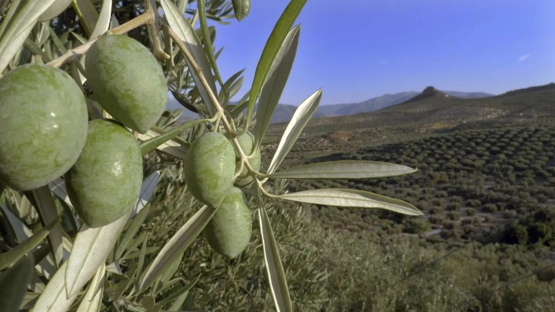 Olivares en Jaén, en una imagen de archivo