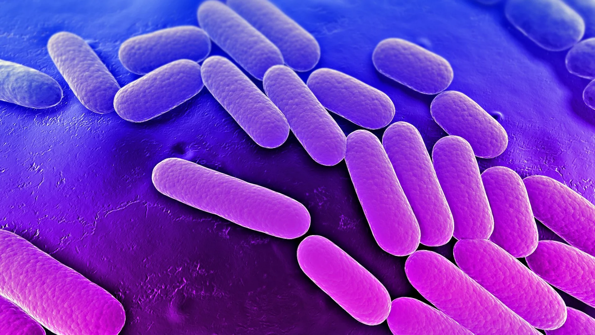 El hábitat natural de la bacteria Klebsiella Pneumonae es el intestino, pero puede pasar a otros órganos y causar infección, las más comunes son urinarias y neumonías