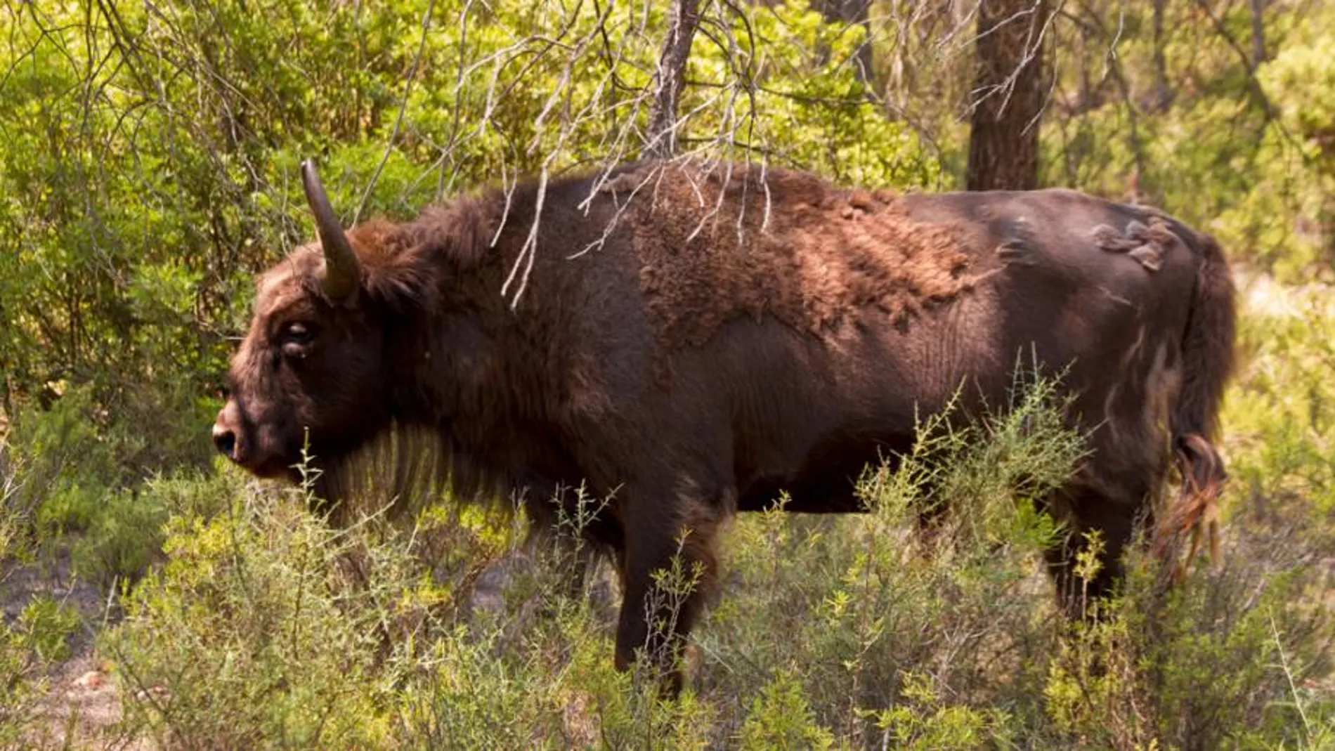 Uno de los bisontes de la reserva