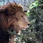  Un león mata a una joven cuidadora que limpiaba su recinto en un zoo de EEUU