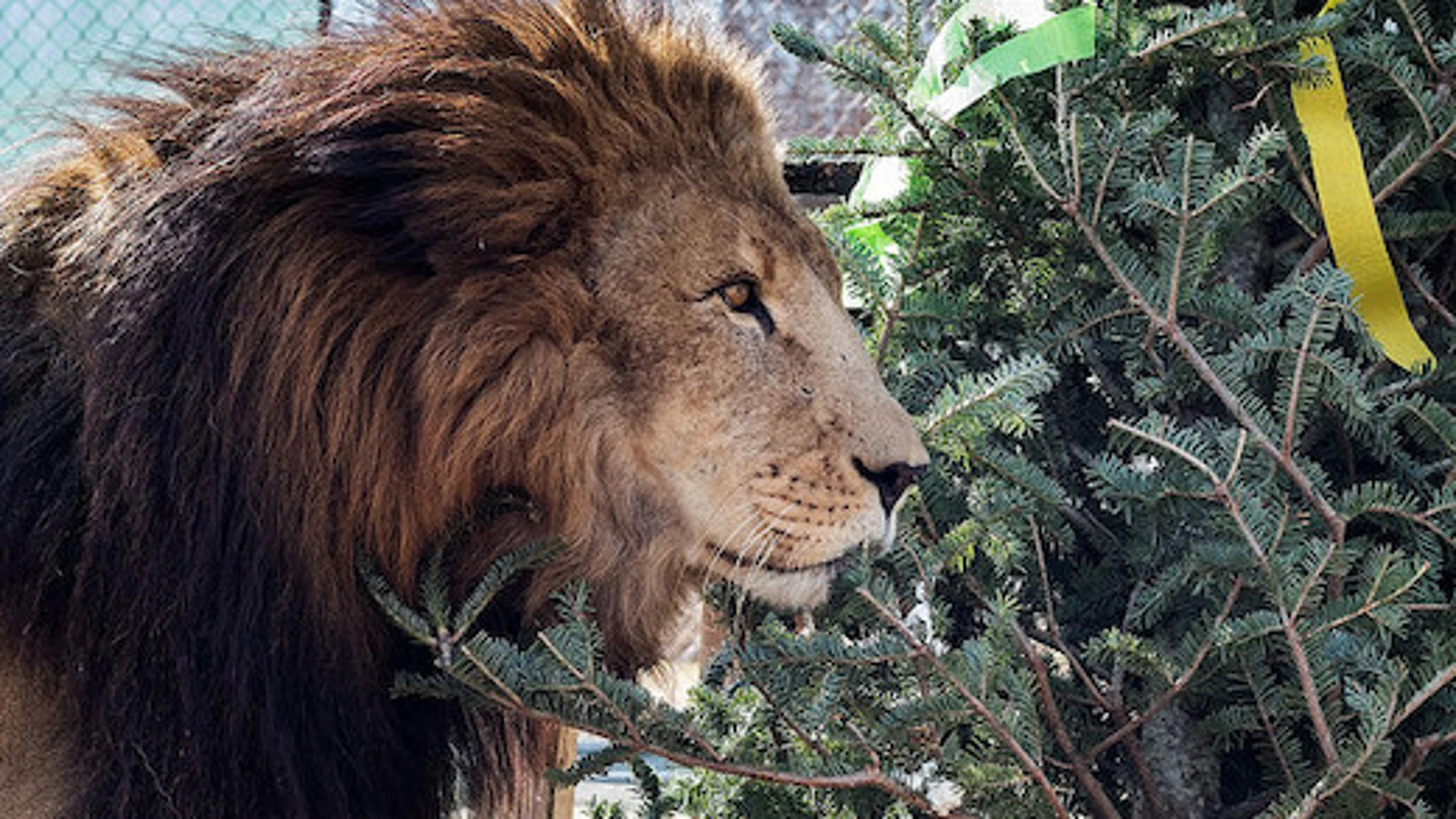 Uno de los leones del Conservators Center de Burlington.