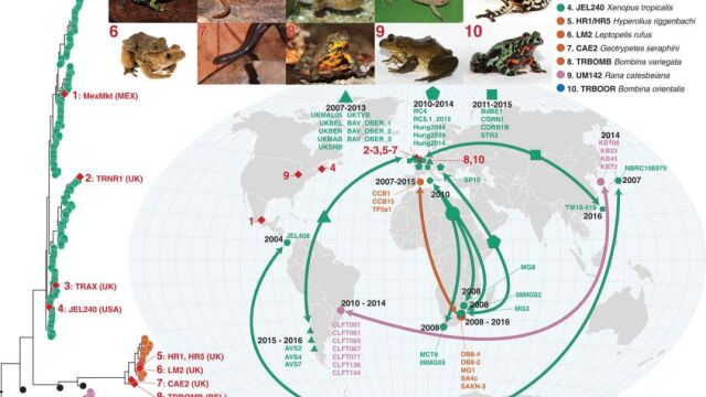 El hongo tiene una presencia global / Science