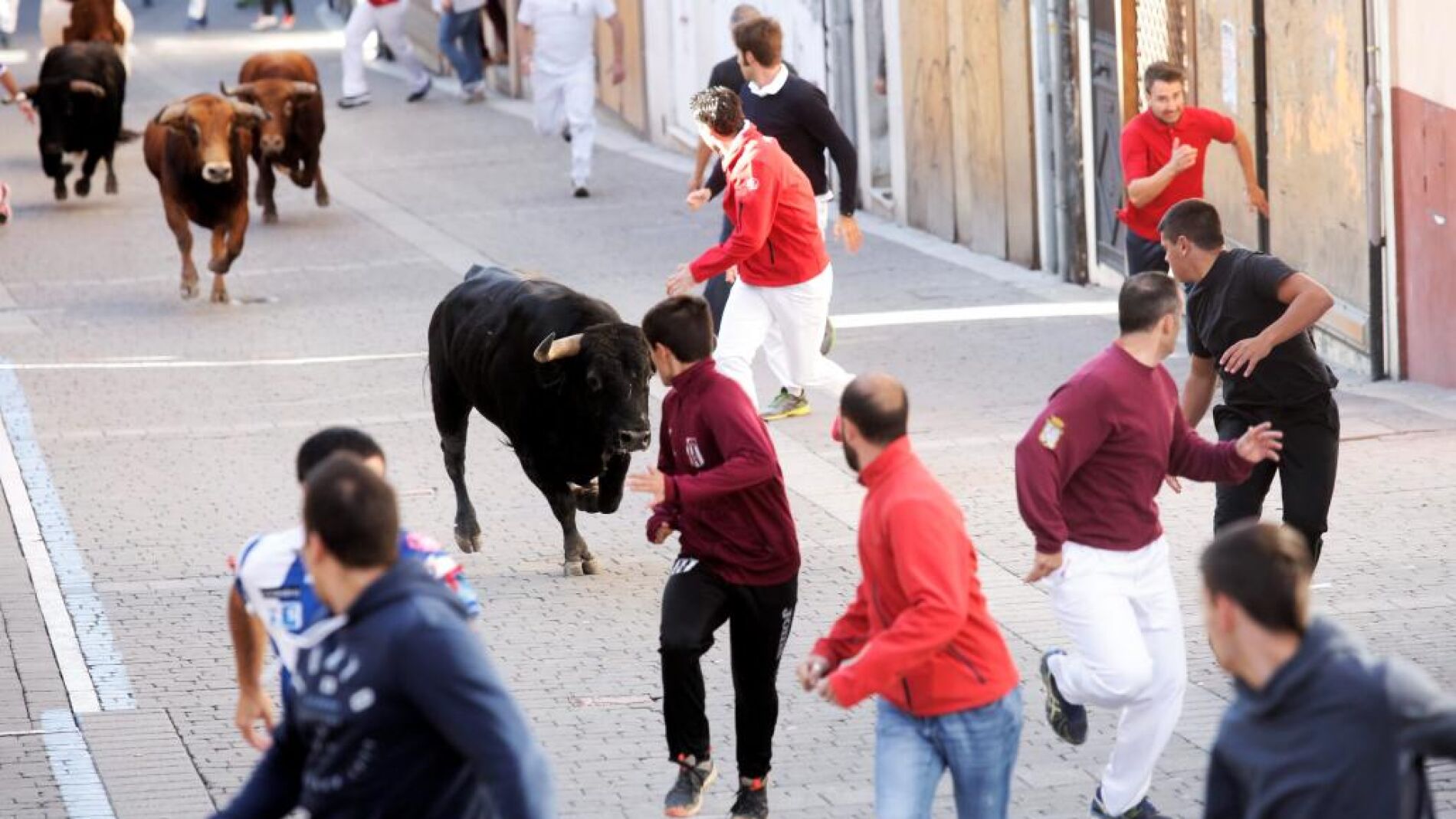 Castilla y León celebra casi la mitad de corridas de toros que hace ...