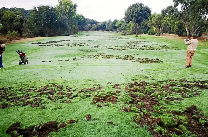 Los jabalíes destrozan el golf del Club de Campo Villa de Madrid