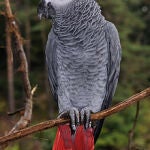 Un ejemplar de loro gris africano