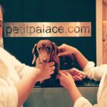 La cadena Petit Palace da a los perros turistas en sus 22 hoteles de Madrid, una apuesta que hizo al nacer, hace 15 años.