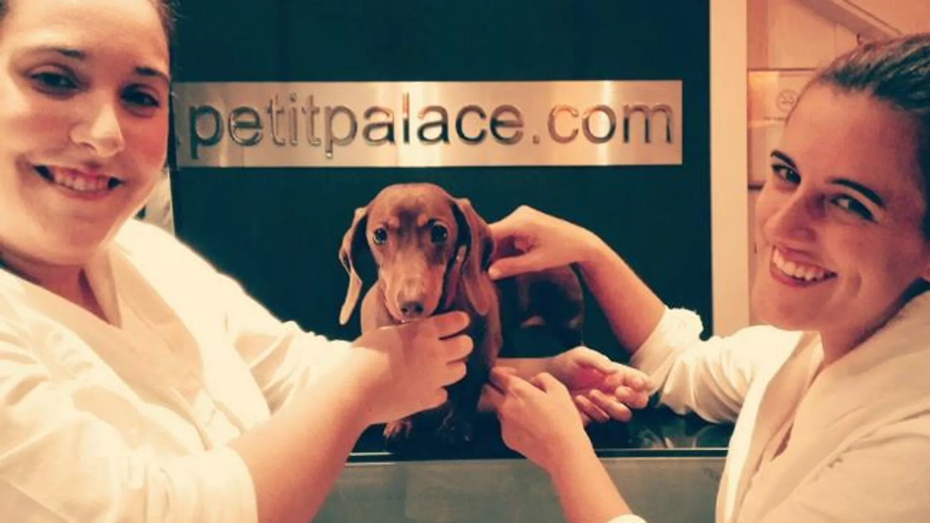 La cadena Petit Palace da a los perros turistas en sus 22 hoteles de Madrid, una apuesta que hizo al nacer, hace 15 años.