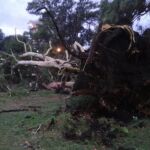 Debido a la intensa tormenta, con rachas de viento de hasta 135 kilómetros por hora y hasta 160.000 rayos registrados, dos árboles se cayeron en el campamento.