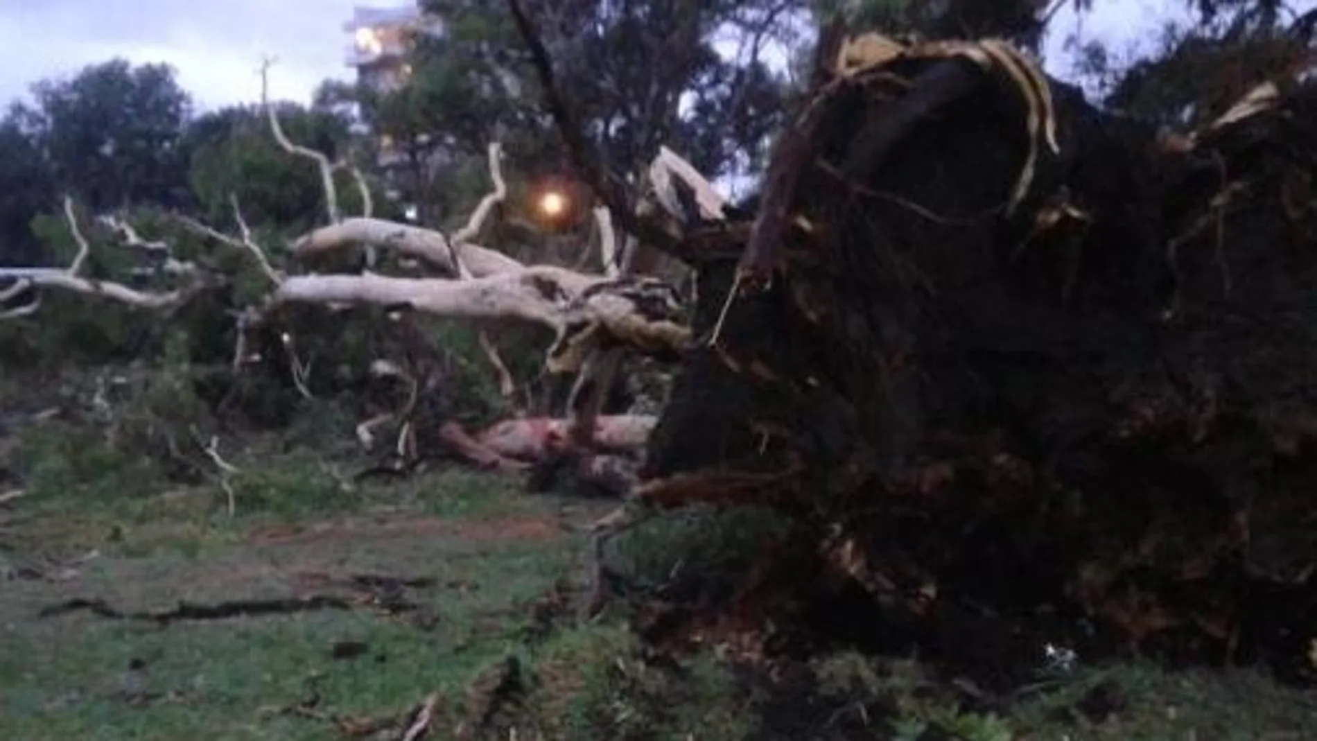 Debido a la intensa tormenta, con rachas de viento de hasta 135 kilómetros por hora y hasta 160.000 rayos registrados, dos árboles se cayeron en el campamento.