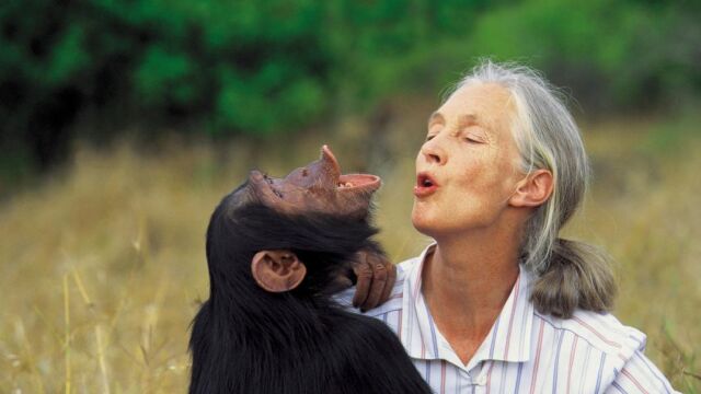 Jane Goodall