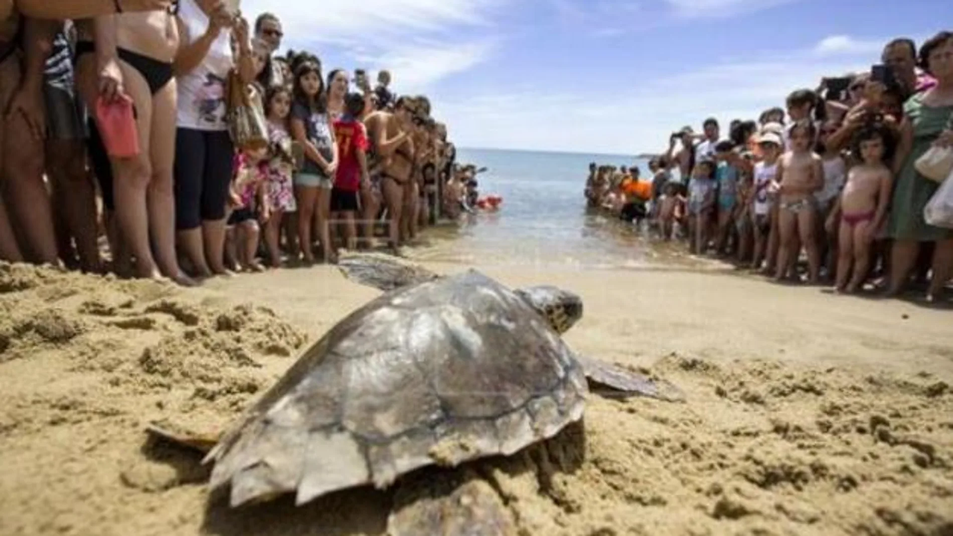 El pasado mes de junio el Oceanogràfic ya realizó una suelta de tortugas en la playa de Puçol