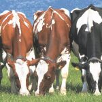 Producción ecológica para sobrevivir a la crisis de la leche