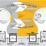 Interfaz cerebro a cerebro (BTBI) para la transferencia de información entre sujetos humanos. Créditos: Grau et al. (2014)
