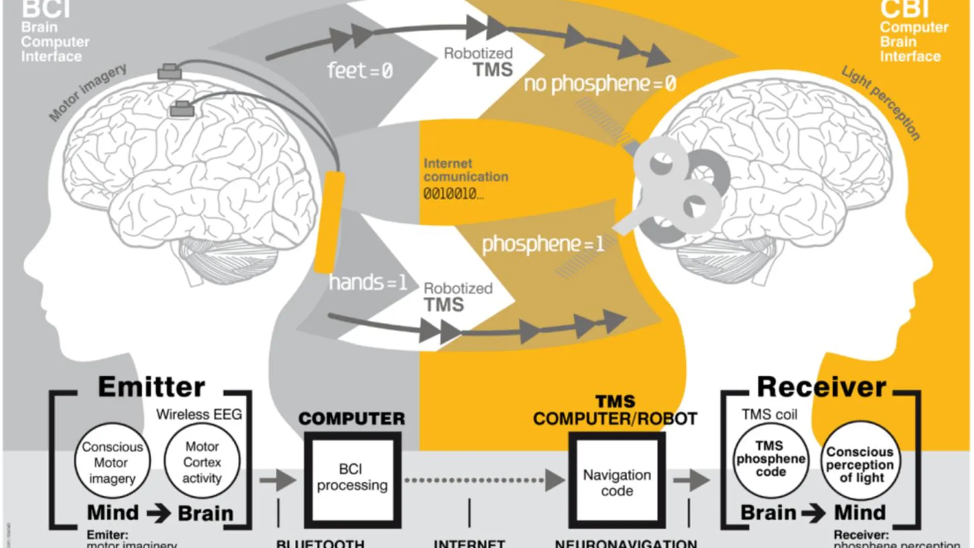 Interfaz cerebro a cerebro (BTBI) para la transferencia de información entre sujetos humanos. Créditos: Grau et al. (2014)