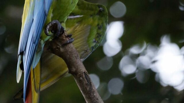 Fotografía del 4 de noviembre de 2016, de una guacamaya verde en Limón (Costa Rica).