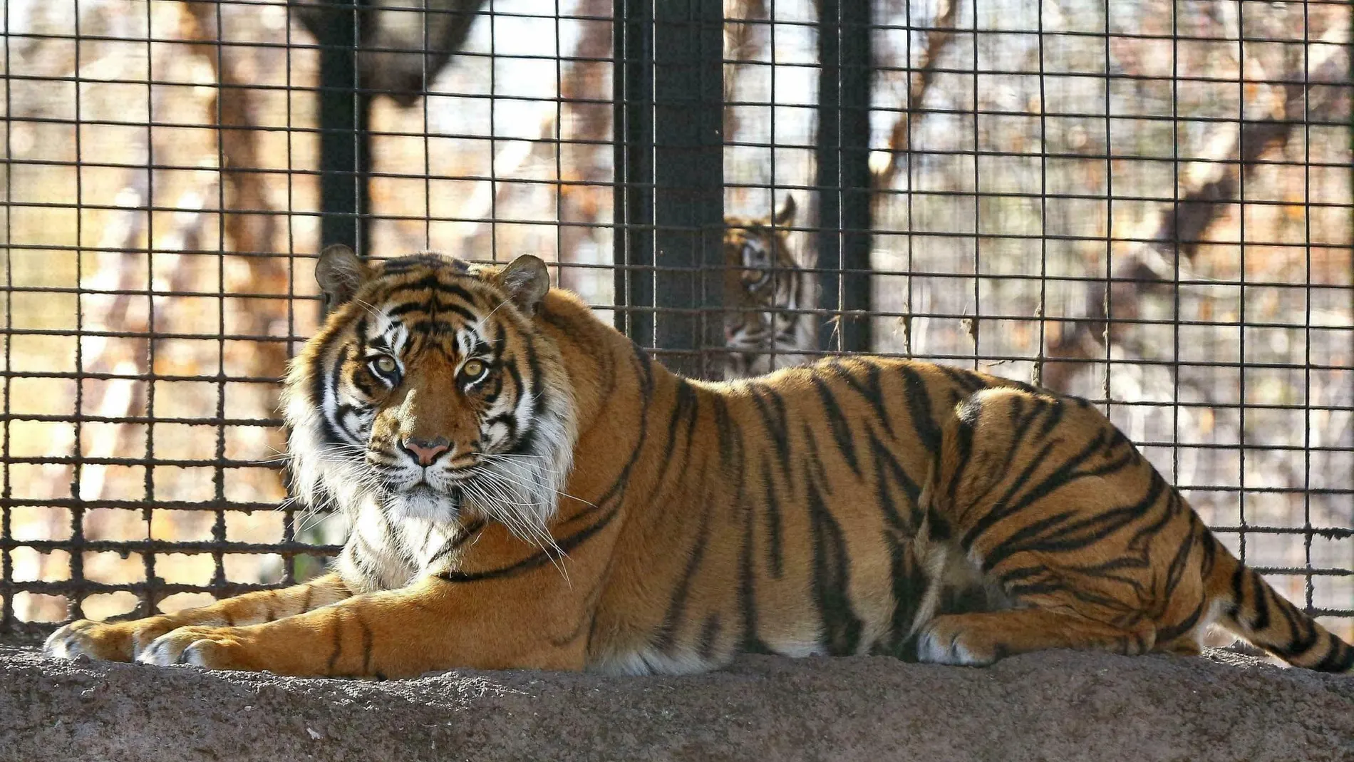 Los 5 animales más rápidos del mundo
