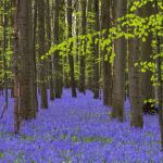 Un colorido bosque en Bélgica, en una imagen de archivo