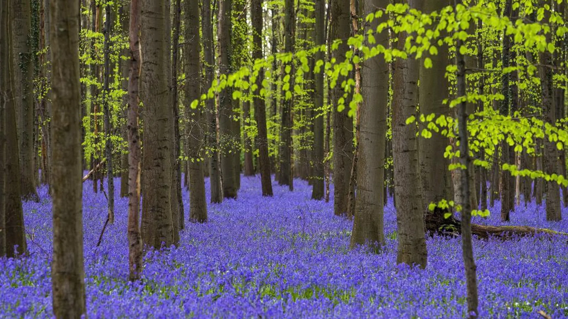Un colorido bosque en Bélgica, en una imagen de archivo