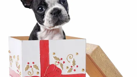 Los animales de compañía son un clásico de cada año en las cartas a los Reyes Magos
