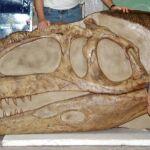 Imagen de archivo del cráneo de una especie de dinosaurio llamado Mapusaurus Roseae, que llegaba a los doce metros de largo y las seis toneladas de peso, hallado en Argentina / Efe