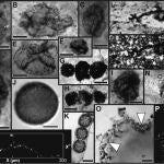 Distintas fotografías de los microfósiles encontrados