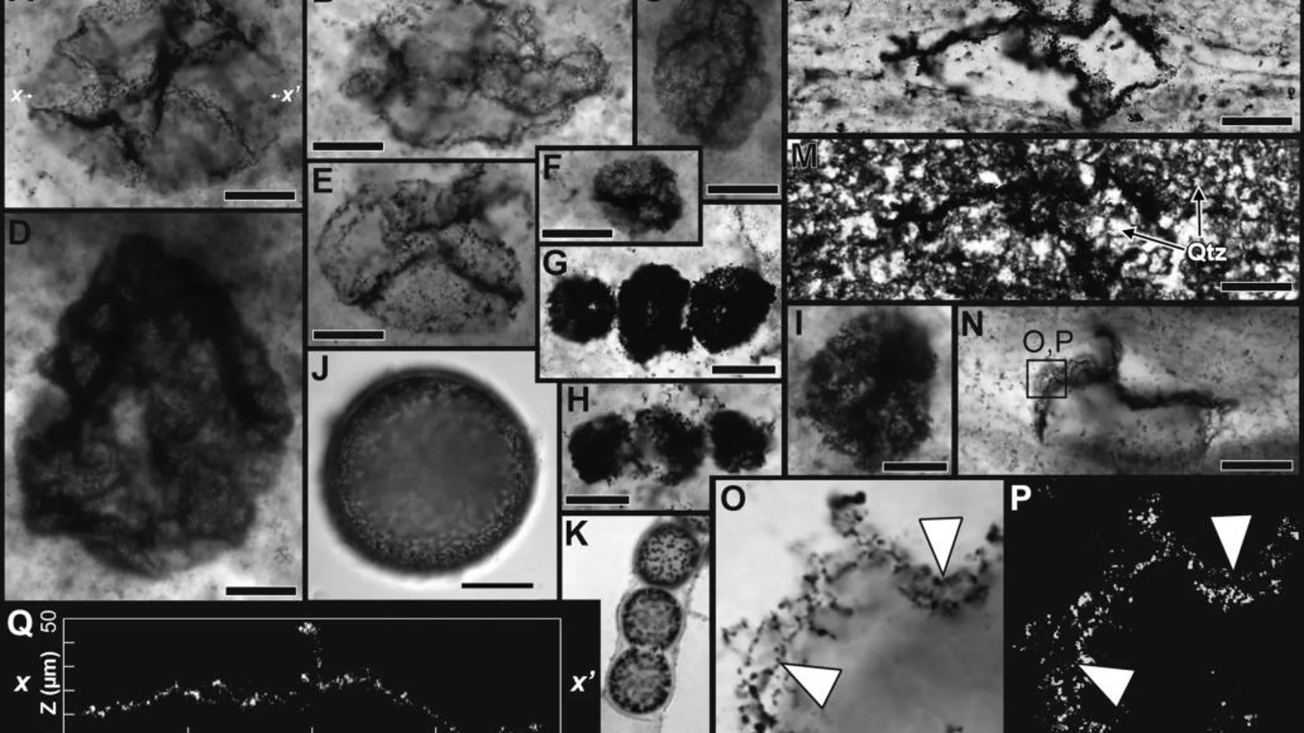 Distintas fotografías de los microfósiles encontrados