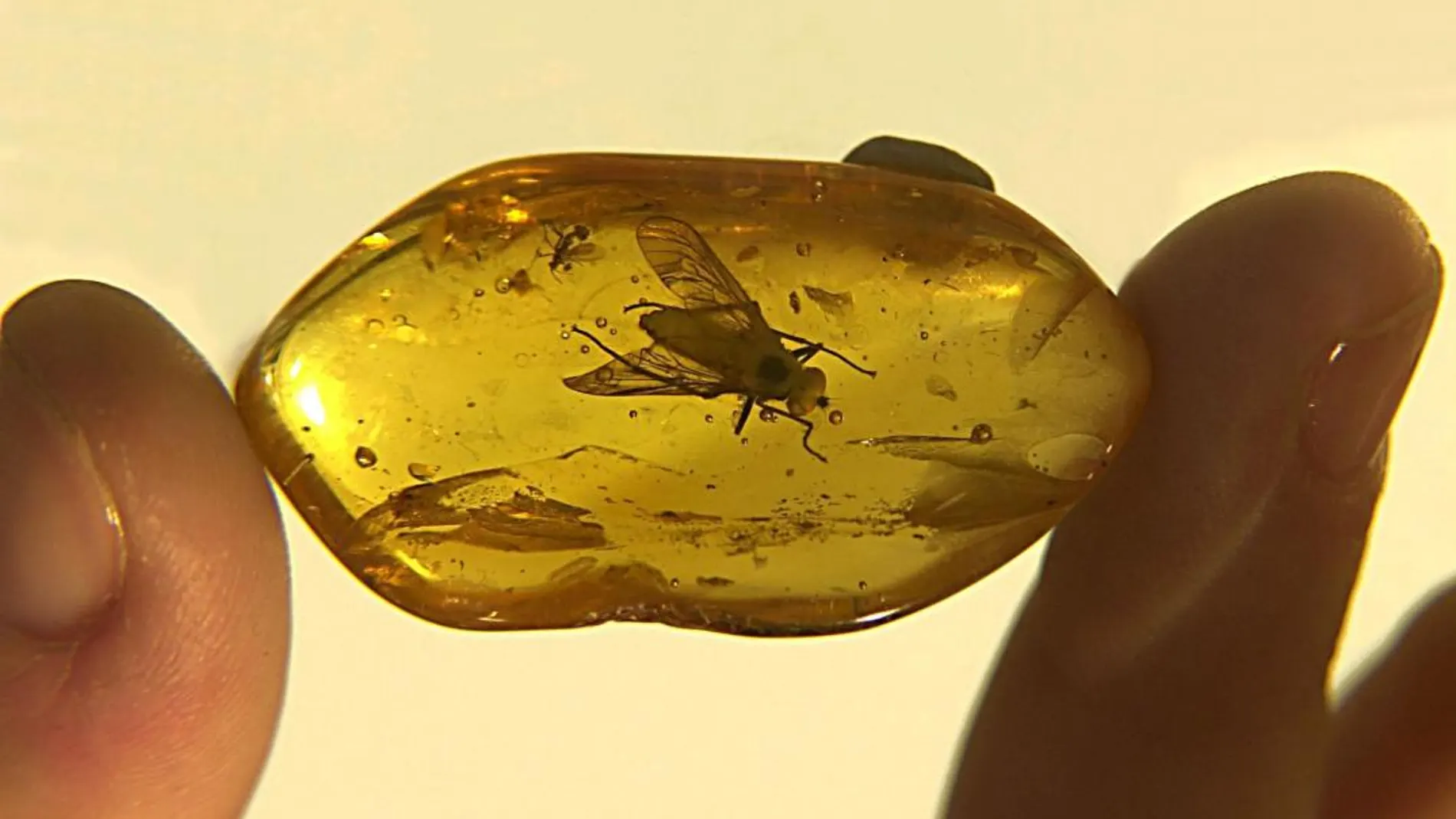 Una mosca de hace 40 millones de años encapsulada en ámbar/AP