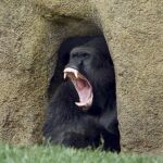 Un ejemplar de gorila (una de las especies analizadas), en el Bioparc de Valencia