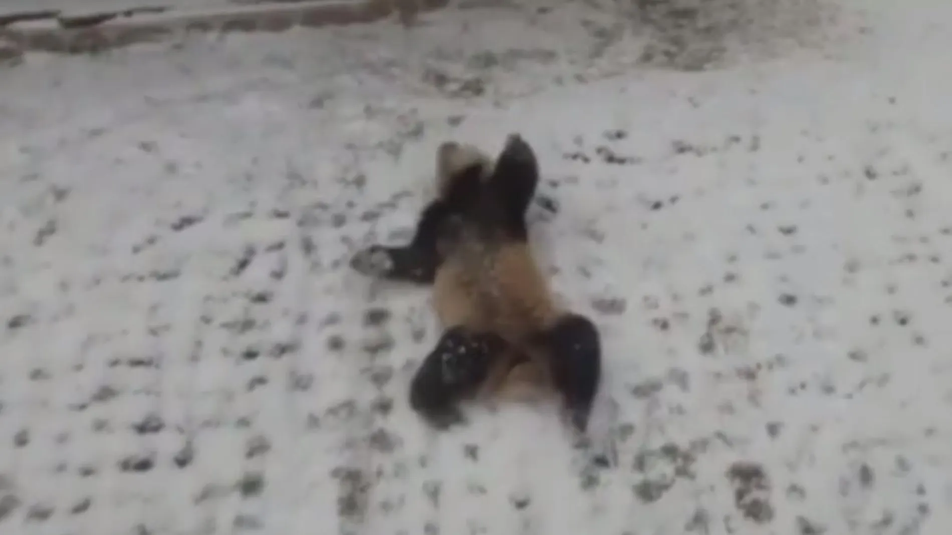 El divertido juego en la nieve de una hembra de panda