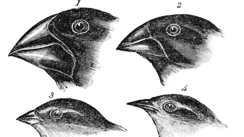 Cómo se adaptan al medio los pinzones de Darwin