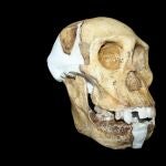 Un detalle de la reconstrucción del cráneo del A. Sediba