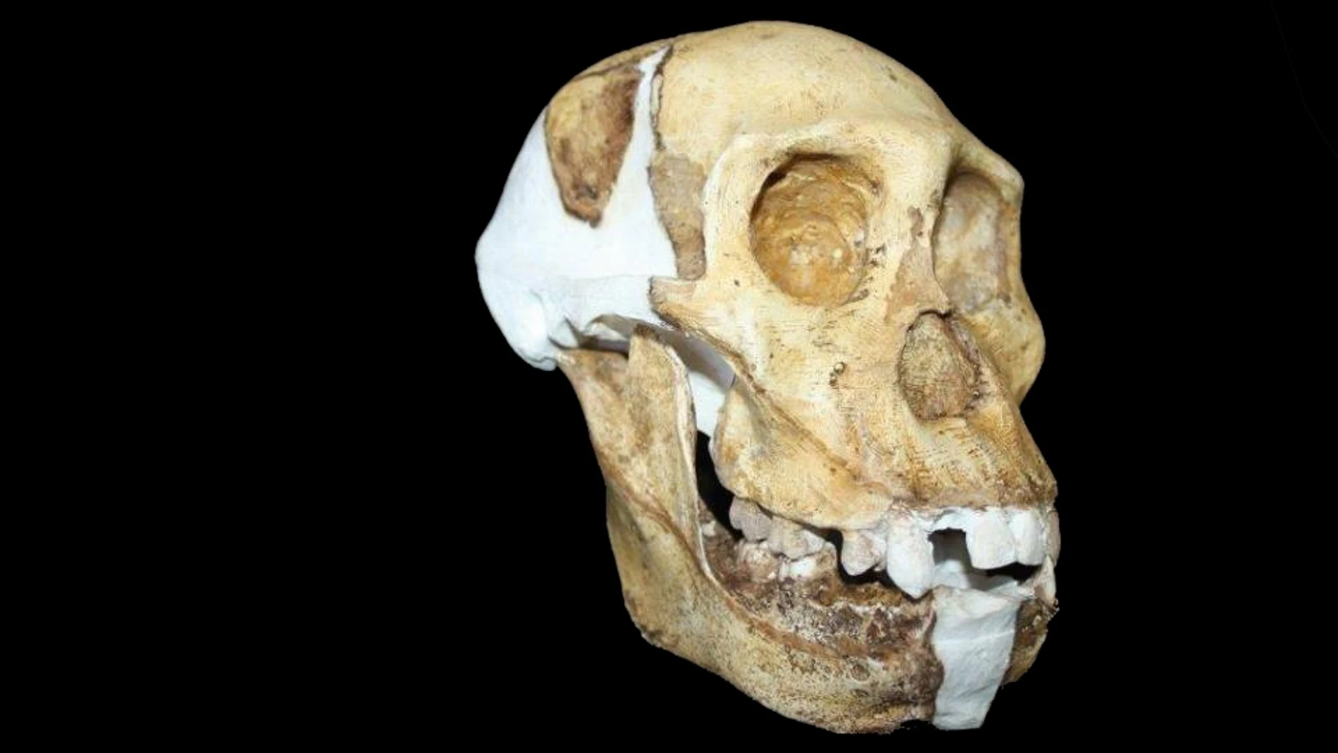 Un detalle de la reconstrucción del cráneo del A. Sediba