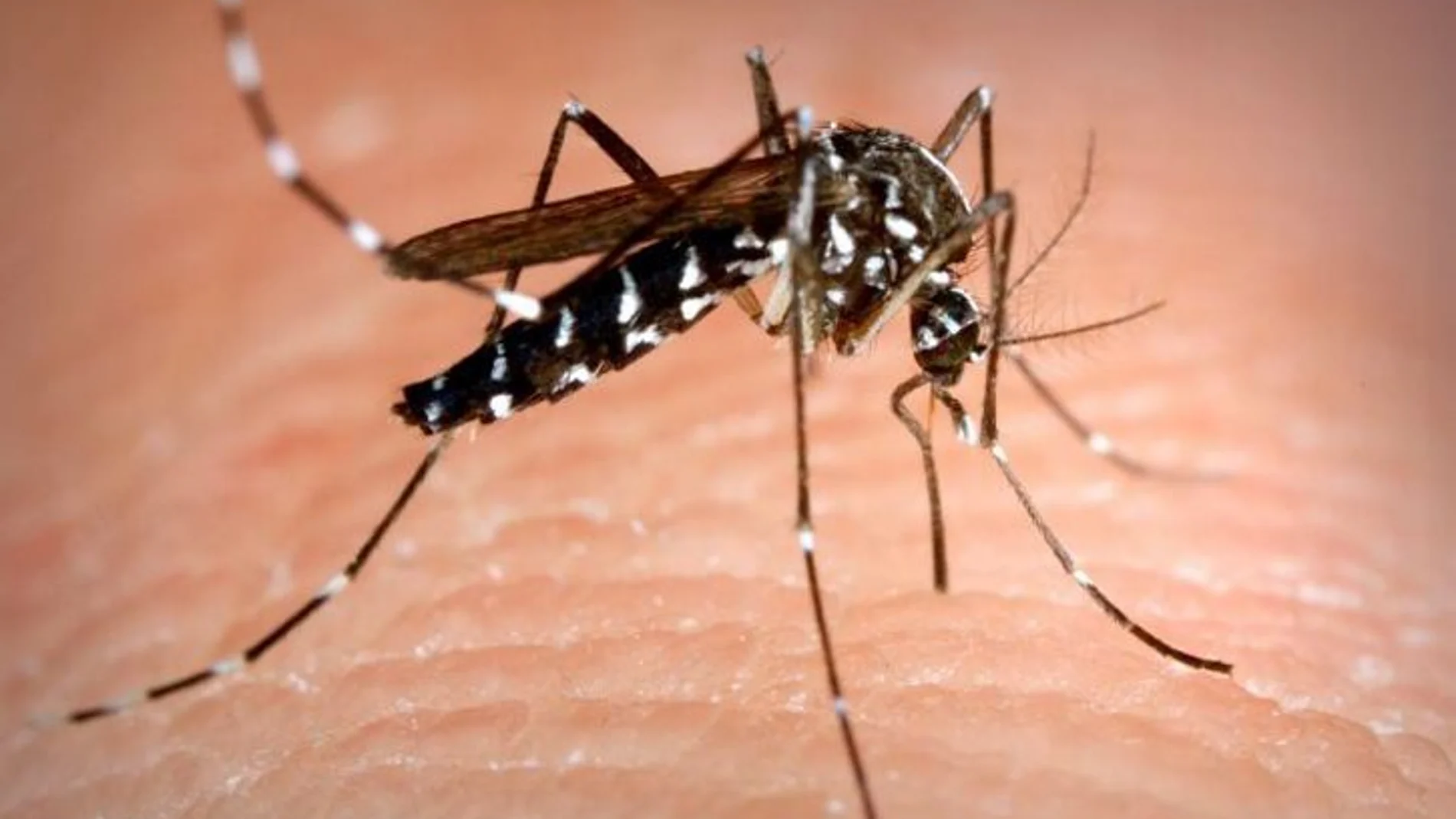 La presencia del mosquito tigre fue detectada en Valencia en el año 2015