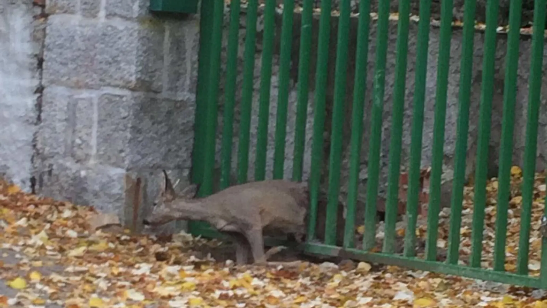 Rescatan en Guadarrama a un corzo que se quedó atrapado entre los barrotes de una puerta metálica